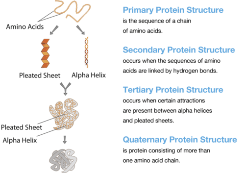 Illustrates the different structures of proteins