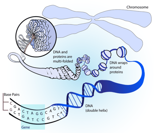 How DNA folds into chromosomes