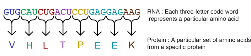 RNA codon and protein sequence