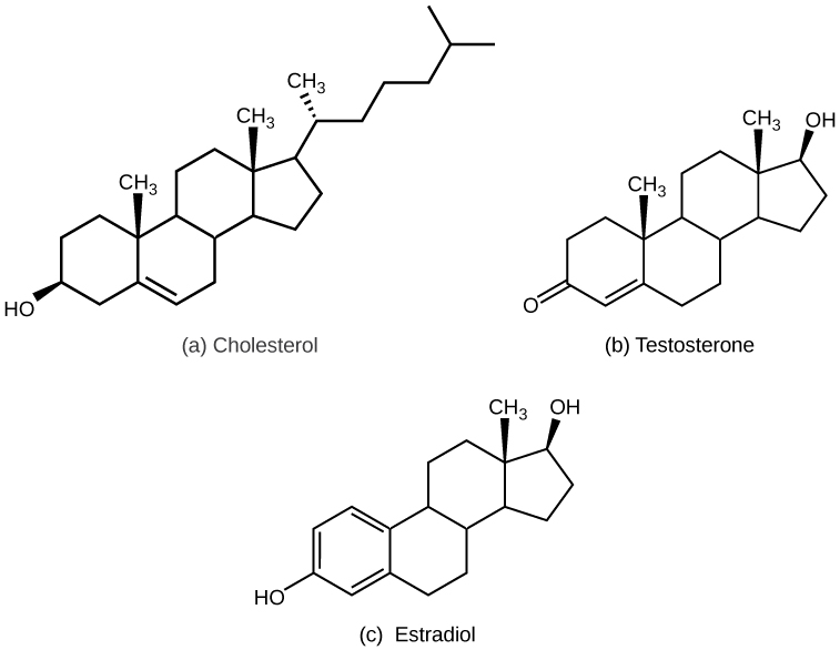La partie A montre la structure moléculaire du cholestérol, qui comporte trois cycles à six carbones attachés à un cycle à cinq carbones. Un groupe hydroxyle est attaché au premier cycle à six chaînons, et une chaîne carbonée ramifiée est attachée au cycle à cinq chaînons. Deux groupes méthyle sont attachés chacun à un carbone qui relie les cycles entre eux. La partie B montre la structure moléculaire de la testostérone, qui possède un groupe hydroxyle à la place de la chaîne carbonée ramifiée présente sur le cholestérol. Une cétone au lieu d'un groupe hydroxyle est attachée au cycle à six chaînons. La partie C montre la structure moléculaire de l'œstradiol qui, comme la testostérone, possède un groupe hydroxyle à la place de la chaîne carbonée ramifiée du cholestérol. L'estradiol est également dépourvu de l'un des groupes méthyles présents dans le cholestérol.