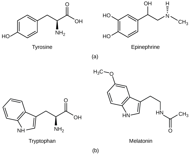 La partie A montre l'acide aminé tyrosine à gauche et l'épinéphrine à droite. La structure de l'épinéphrine est similaire à celle de la tyrosine, avec des modifications mineures. La partie B montre l'acide aminé tryptophane sur la gauche et la mélatonine structurellement similaire sur la droite.