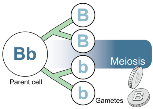 Los gametos se forman durante la meiosis