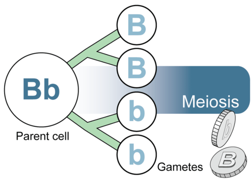 Gametes are formed during meiosis