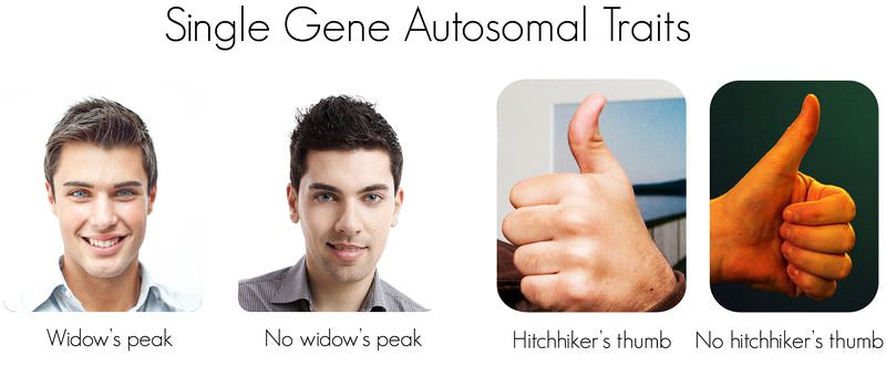 Widow's peak and hitchhiker's thumb are dominant traits