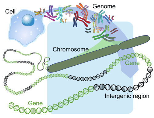 Human Genome, Chromosomes, Genes