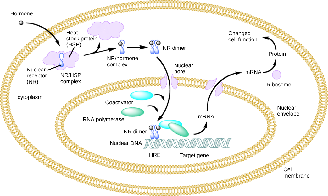 Illustration shows a hormone crossing the cellular membrane and attaching to the NR/HSP complex. The complex dissociates, releasing the heat shock protein and a NR/hormone complex. The complex dimerizes, enters the nucleus, and attaches to an HRE element on DNA, triggering transcription of certain genes.