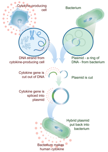 Genetically engineering bacteria to produce a human protein, a cytokine