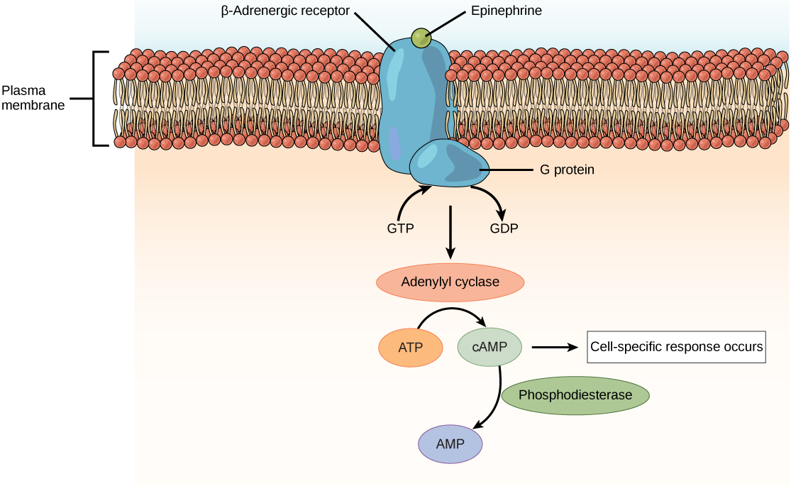 L'illustration montre l'épinéphrine liée à la surface extracellulaire d'un récepteur bêta-adrénergique. Une protéine G associée à la surface intracellulaire du récepteur est activée lorsque le GDP qui lui est associé est remplacé par du GTP. La protéine G active l'enzyme adénylyl cyclase, qui convertit l'ATP en AMPc, déclenchant ainsi une réponse cellulaire.