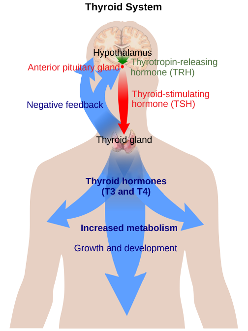 يفرز المهاد هرمون إفراز الثيروتروبين، مما يؤدي إلى إفراز الغدة النخامية الأمامية لهرمون تحفيز الغدة الدرقية. يتسبب الهرمون المنبه للغدة الدرقية في إفراز الغدة الدرقية لهرمونات الغدة الدرقية T3 و T4، مما يزيد من عملية التمثيل الغذائي، مما يؤدي إلى النمو والتطور. في حلقة التغذية الراجعة السلبية، يمنع T3 و T4 إفراز الهرمون عن طريق منطقة ما تحت المهاد والغدة النخامية، مما يؤدي إلى إنهاء الإشارة.