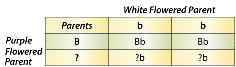 Test cross with a Punnett square