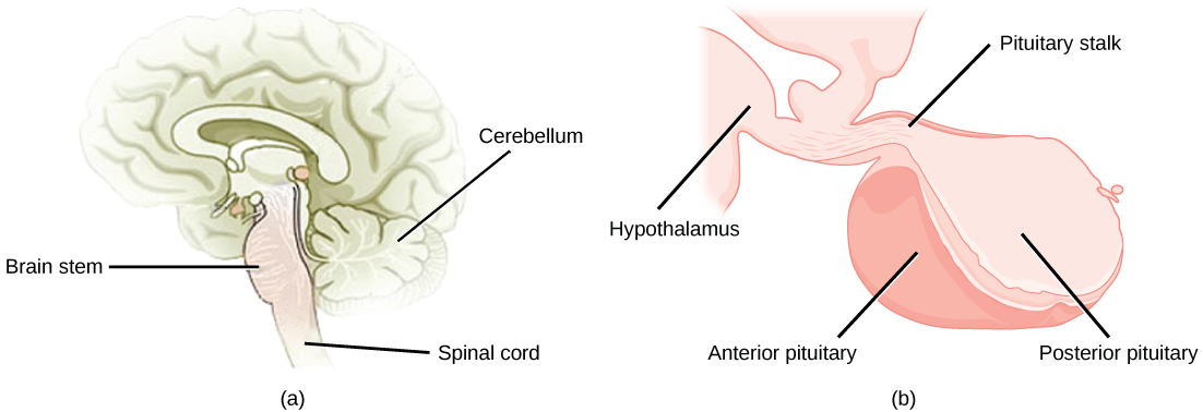 تقع الغدة النخامية في قاعدة الدماغ، فوق جذع الدماغ مباشرةً. وهي على شكل فص وتتدلى من منطقة ما تحت المهاد، والتي تتصل بها عبر ساق ضيقة. الجزء الأمامي من الغدة النخامية يتجه نحو الأمام، والنهاية الخلفية باتجاه الخلف.