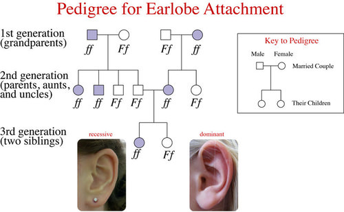 Pedigree for earlobe attachment