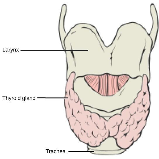 La thyroïde est située dans le cou, sous le larynx et devant la trachée. Il se compose de lobes droit et gauche et d'une région centrale étroite appelée isthme de la thyroïde. Au-dessus de l'isthme thyroïdien se trouve le lobe pyramidal.
