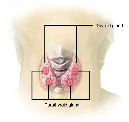 Les glandes parathyroïdes sont des structures rondes situées à la surface des lobes droit et gauche de la glande thyroïde. Dans l'illustration présentée, il y a deux glandes parathyroïdes de chaque côté et l'une est située au-dessus de l'autre.