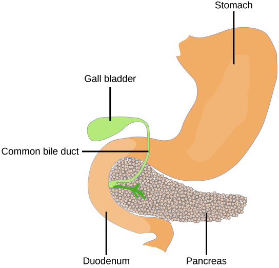 البنكرياس هو عضو حبيبي على شكل دمعة يقع بين المعدة والأمعاء.