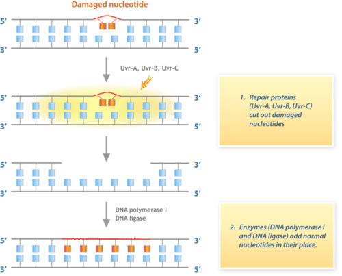 DNA repair pathway