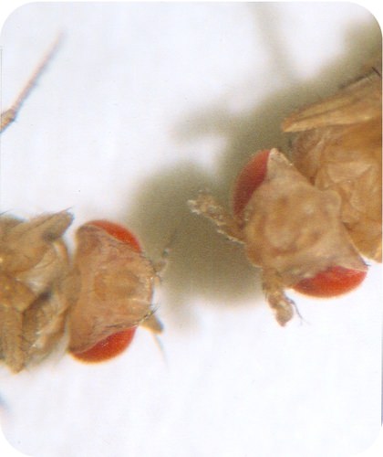 Effect of Hox gene mutation in fruit fly