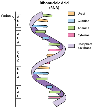 How to read the genetic code using codons