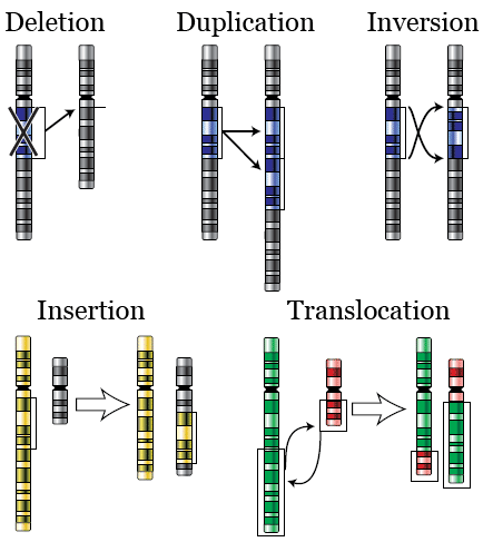 Chromosomal alterations: deletion, duplication, inversion, insertion, translocation