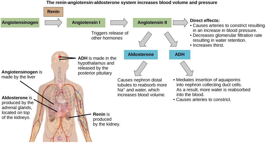 La voie rénine-angiotensine-aldostérone implique quatre hormones : la rénine, qui est fabriquée dans les reins, l'angiotensine, qui est fabriquée dans le foie, l'aldostérone, qui est fabriquée dans les glandes surrénales, et l'ADH, qui est fabriquée dans l'hypothalamus et sécrétée par l'hypophyse postérieure. Les glandes surrénales sont situées au-dessus des reins et l'hypothalamus et l'hypophyse se trouvent dans le cerveau. La voie commence lorsque la rénine convertit l'angiotensine en angiotensine I. L'angiotensine I est ensuite convertie en angiotensine II. L'angiotensine II a plusieurs effets directs. Il s'agit notamment de la constriction artérielle, qui augmente la pression artérielle, diminue le taux de filtration glomérulaire, ce qui entraîne une rétention d'eau, et augmente la soif. L'angiotensine II déclenche également la libération de deux autres hormones, l'aldostérone et l'ADH. L'aldostérone amène les tubules distaux du néphron à réabsorber davantage de sodium et d'eau, ce qui augmente le volume sanguin. L'ADH modère l'insertion d'aquaporines dans les canaux collecteurs néphridiens. Par conséquent, une plus grande quantité d'eau est réabsorbée par le sang. L'ADH provoque également une constriction des artères.