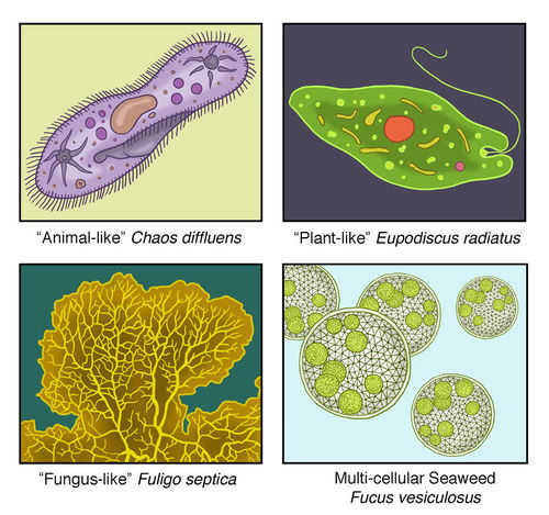 Diversity of protists