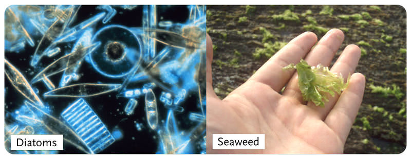 Both unicellular diatoms and multicellular seaweed are algae