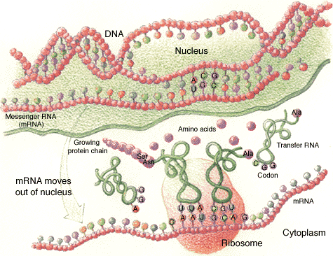 Shows the three types of RNA: mRNA, tRNA, and rRNA