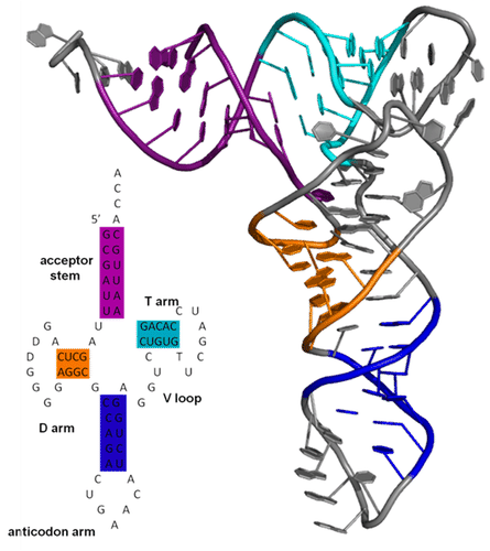 Structure of tRNA