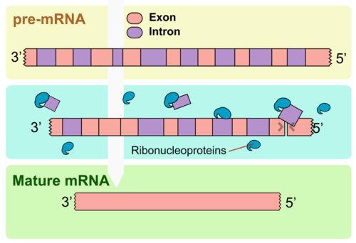 Splicing introns from mRNA