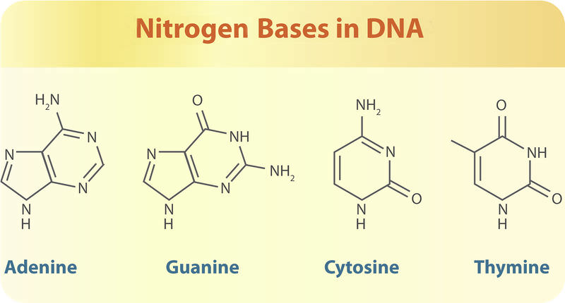 Muestra las cuatro bases nitrogenadas que componen el ADN de todas las especies