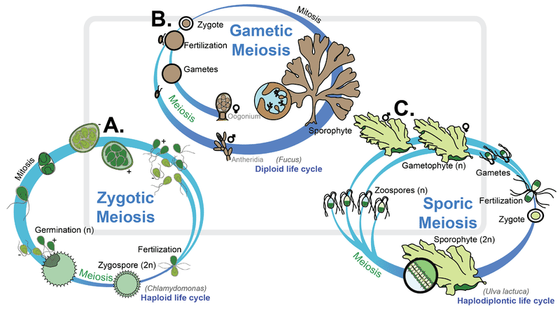 Life cycles of algae