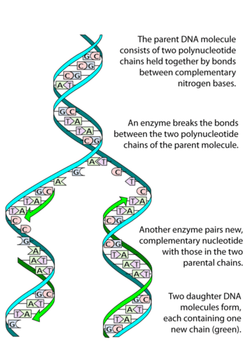 A simple illustration of the DNA replication process