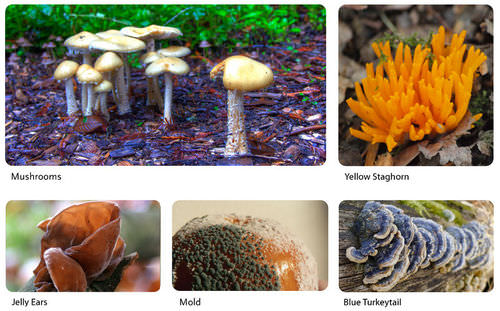 Examples of fungi: mushroom, yellow staghorn, jelly ears, mold, blue turkeytail