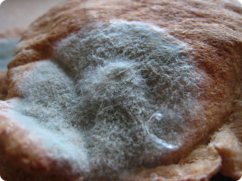 Fungal mold growing on bread