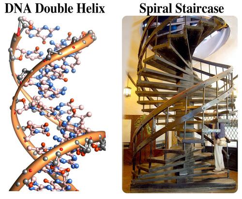 Compares the shape of a DNA molecule with a spiral staircase