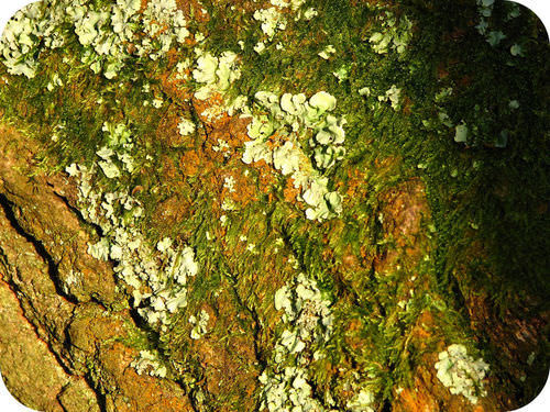 Moss(plant) and lichen growing next to each other on a tree