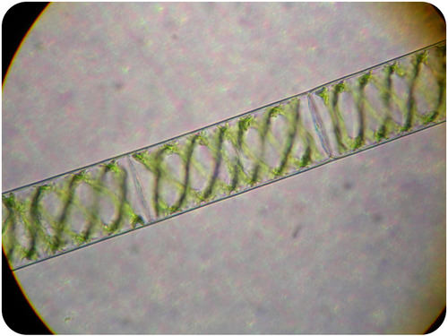 Spirogyra has a complex life style