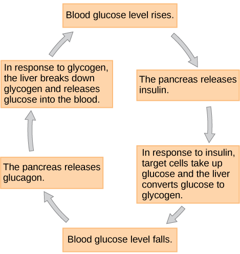 عندما تنخفض مستويات الجلوكوز في الدم، يفرز البنكرياس هرمون الجلوكاجون. يتسبب الجلوكاجون في تكسير الكبد للجليكوجين وإطلاق الجلوكوز في الدم. ونتيجة لذلك، ترتفع مستويات الجلوكوز في الدم. استجابة لمستويات الجلوكوز المرتفعة، يطلق البنكرياس الأنسولين. استجابة للأنسولين، تمتص الخلايا المستهدفة الجلوكوز، ويقوم الكبد بتحويل الجلوكوز إلى جليكوجين. ونتيجة لذلك، تنخفض مستويات الجلوكوز في الدم.