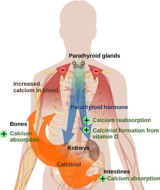 Les glandes parathyroïdes, situées dans le cou, libèrent de l'hormone parathyroïdienne, ou PTH. La PTH provoque la libération de calcium par les os et déclenche la réabsorption du calcium contenu dans l'urine par les reins. La PTH déclenche également la formation de calcitriol à partir de la vitamine D. Le calcitriol fait en sorte que les intestins absorbent davantage de calcium. Il en résulte une augmentation du calcium dans le sang.