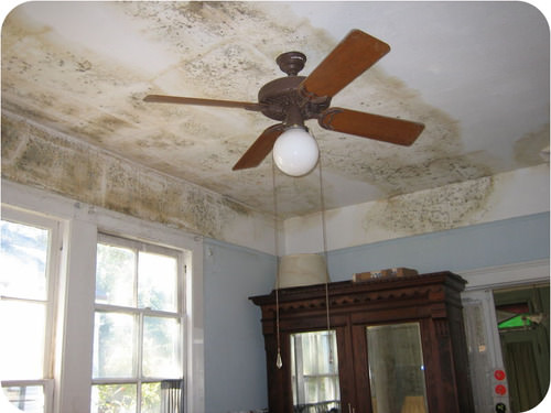Indoor mold can be harmful to human health