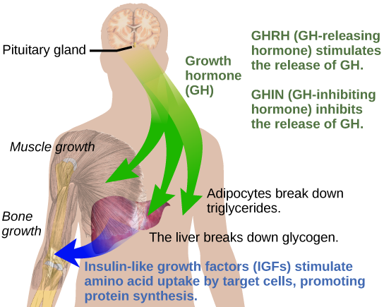 هرمون النمو، أو GH المنبعث من الغدة النخامية، يحفز نمو العظام والعضلات. كما أنه يحفز تكسير الدهون عن طريق تحلل الخلايا الشحمية والجلوكاجون بواسطة الكبد. يطلق الكبد IGFs، مما يجعل الخلايا المستهدفة تمتص الأحماض الأمينية، مما يعزز تخليق البروتين. يحفز الهرمون الذي يطلق هرمون النمو إطلاق هرمون النمو، والهرمون المثبط للهرمون، ويمنع إفراز هرمون النمو.