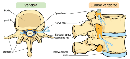Human vertebral column and vertebrae