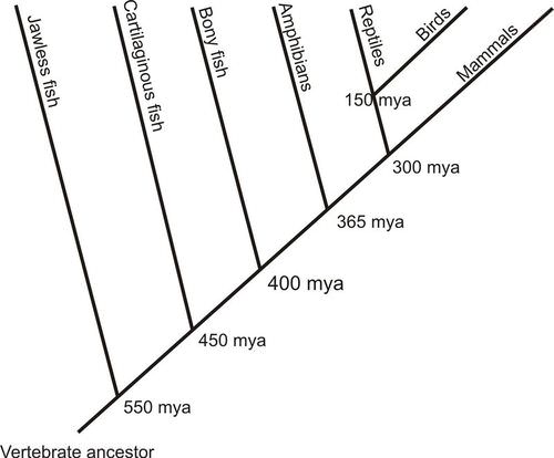 Phylogenetic tree of vertebrate evolution