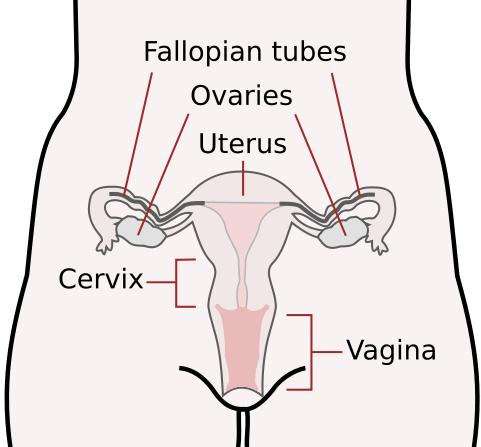 Reproductive system of a Therian Mammal