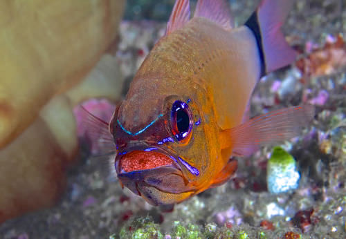 This cardinalfish is caring for its young by performing mouth brooding