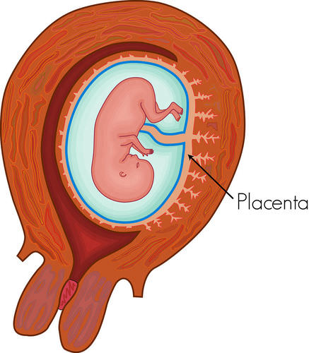 Mammalian placenta