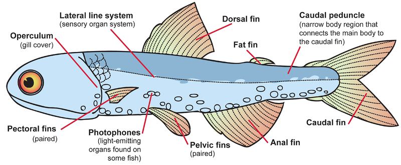 General fish body plan.