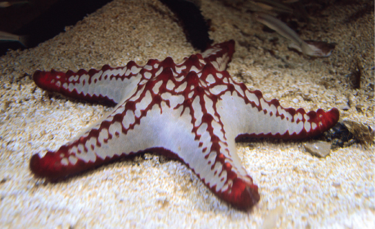 La photo montre une étoile de mer blanche avec des bosses rouges sur le dessus et le bout de ses bras.