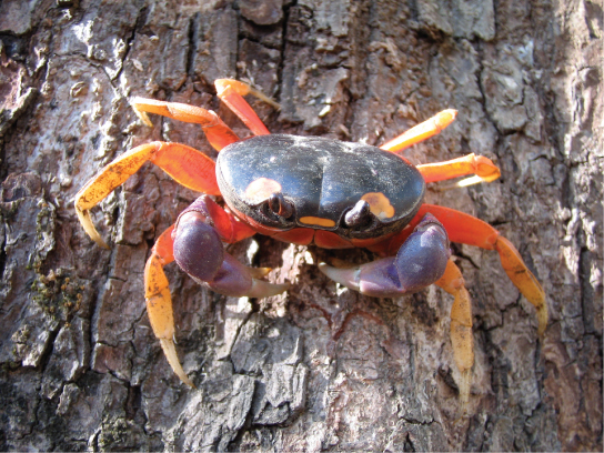 La photo montre un crabe aux pattes orange et au corps noir rampant sur un arbre.