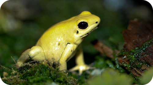 Toxic golden frog